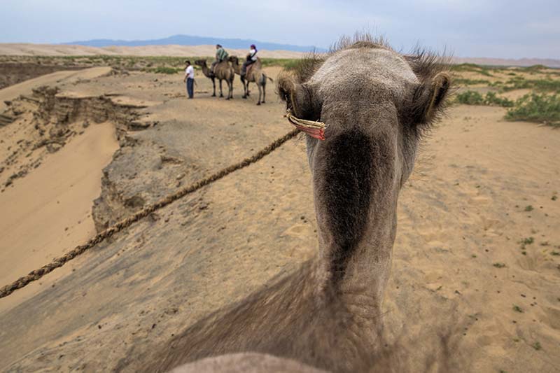 camel riding mongolia 